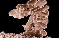 В Европе распространяются инфекции, перед которыми бессильны антибиотики