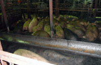 Ставших предпосылкой вспышки трихинеллеза в Норильске свиней держали на свалке