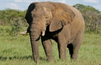 Американцы оценили риск заражения туберкулезом от слонов