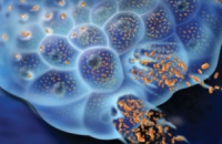Ученые успешно испытали модифицированный вирус для лечения рака