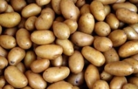 Генетики обещают сделать из картошки полезную основу рациона