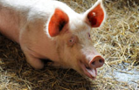 Свиная кожа позволит реконструировать грудь и получить натуральный вид