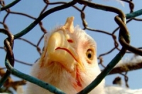В Китае зафиксирован случай заражения человека вирусом гриппа H5N1 В Китае зафиксирован случай заражения человека вирусом гриппа H5N1