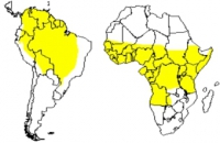 В Уганде 45 человек скончались от желтой лихорадки