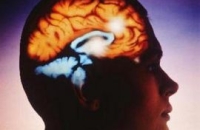 Влияние желудка на мозг сильнее, чем мы думаем