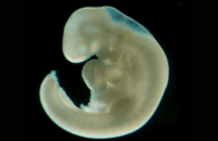 РПЦ предложила Минздраву считать эмбрионы людьми