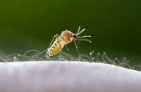 Общение малярийных паразитов позволяет им легко заражать человека