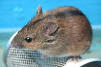 Имплантация человеческой печени в голову мыши