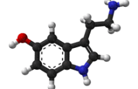 Серотонин отвечает за влечение к противоположному полу, открыли ученые