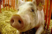 Гости сельских ярмарок в штате Огайо заразились гриппом от свиней