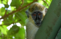 Экспериментальная вакцина против вируса Нипах прошла испытания на обезьянах