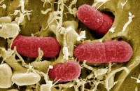 1-ый в Бельгии случай смерти от «супербактерий» был зафиксирован еще в июне