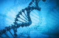 Выносливость человека можно увеличить, воздействуя на ДНК