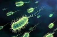 Вирусы помогут человеку справиться с опасными бактериями
