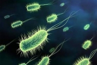Вирусы помогут человеку справиться с опасными бактериями
