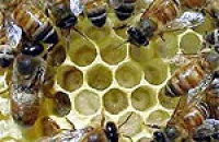 Апитерапия — лечение продуктами пчеловодства