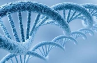 Биологи научились «читать» индивидуальные молекулы ДНК