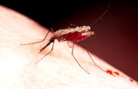 Умная стратегия: малярийные паразиты заставляют москитов кусать людей чаще